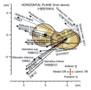 골반과 다리뼈에 붙는 근육들의 힘의 방향과 근육의 이름이 나와 있는 그래프
