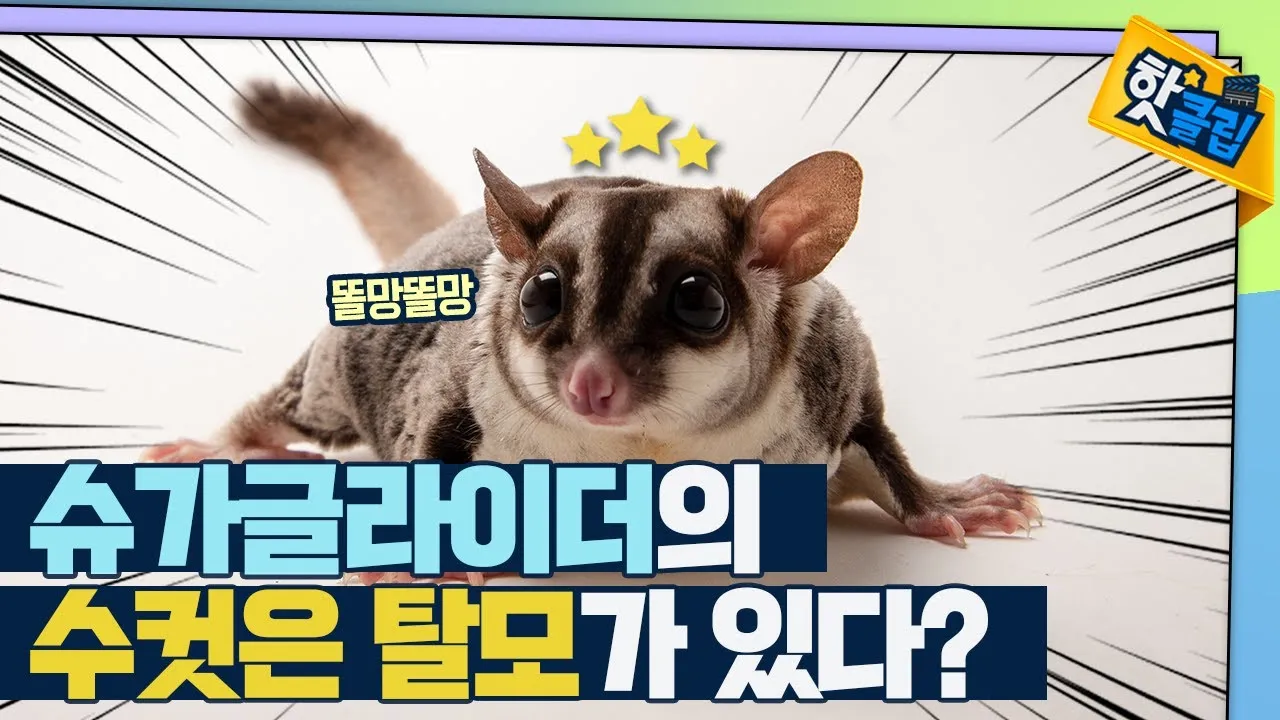 슈가글라이더 가격 키우기 분양 수명 먹이 성격 종류_1