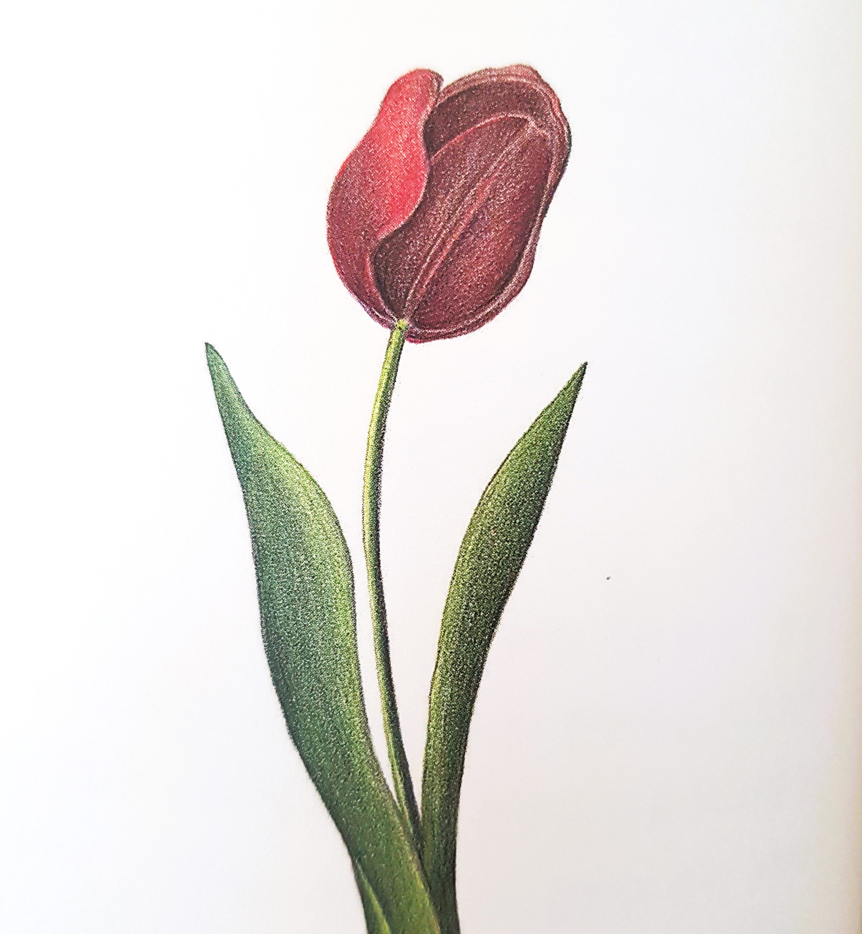 튤립tulip그림