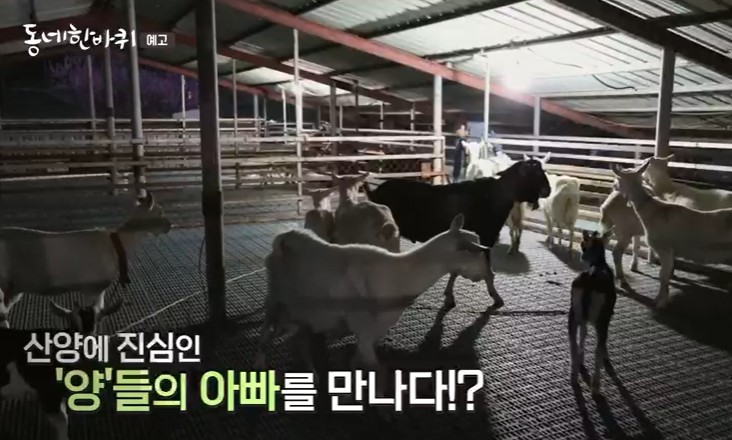 진안-산양유-목장