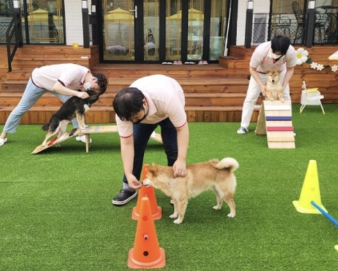  서울애견카페 좋은 곳 바로 이곳입니다!