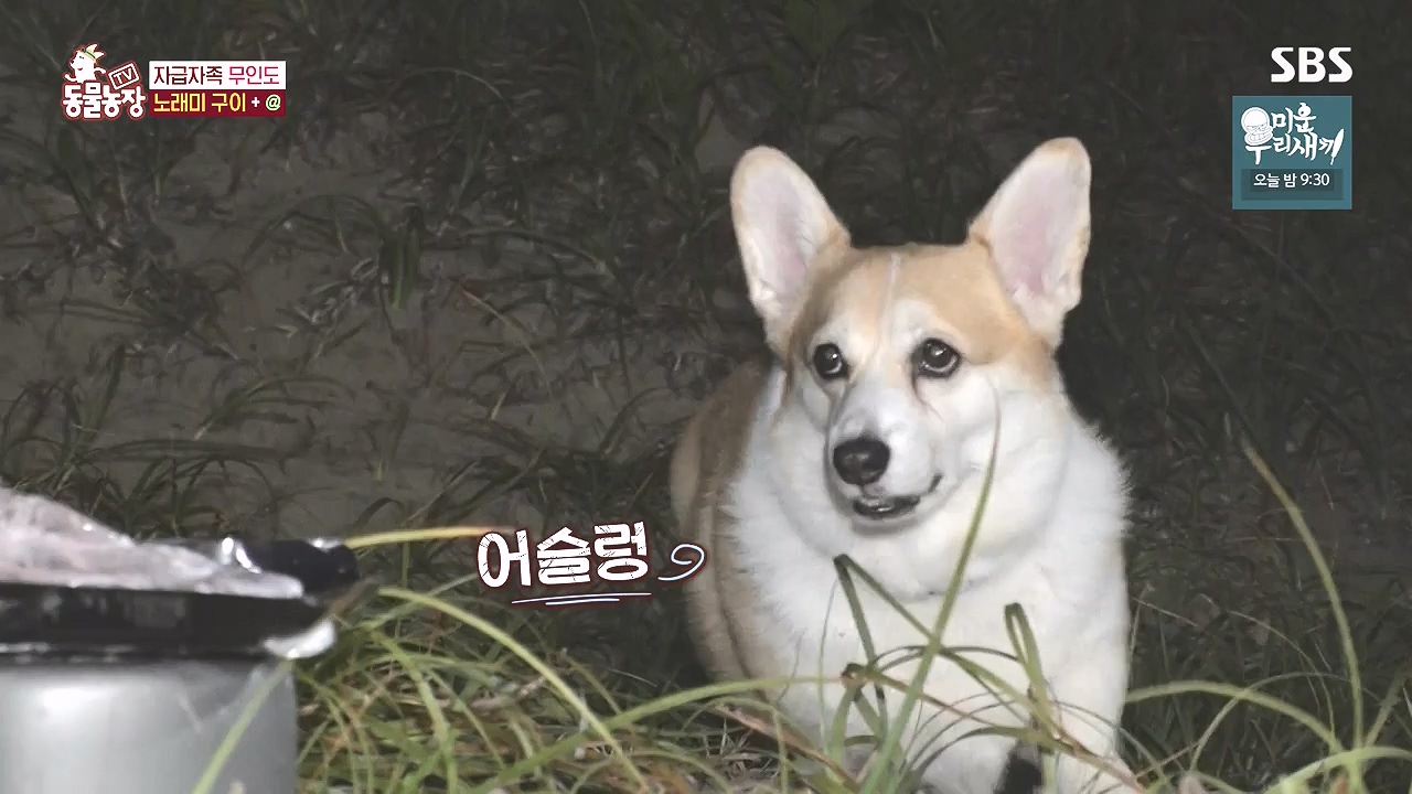TV 동물농장.E1184.240812p-NEXT.mp4_20240811_172504.572.jpg