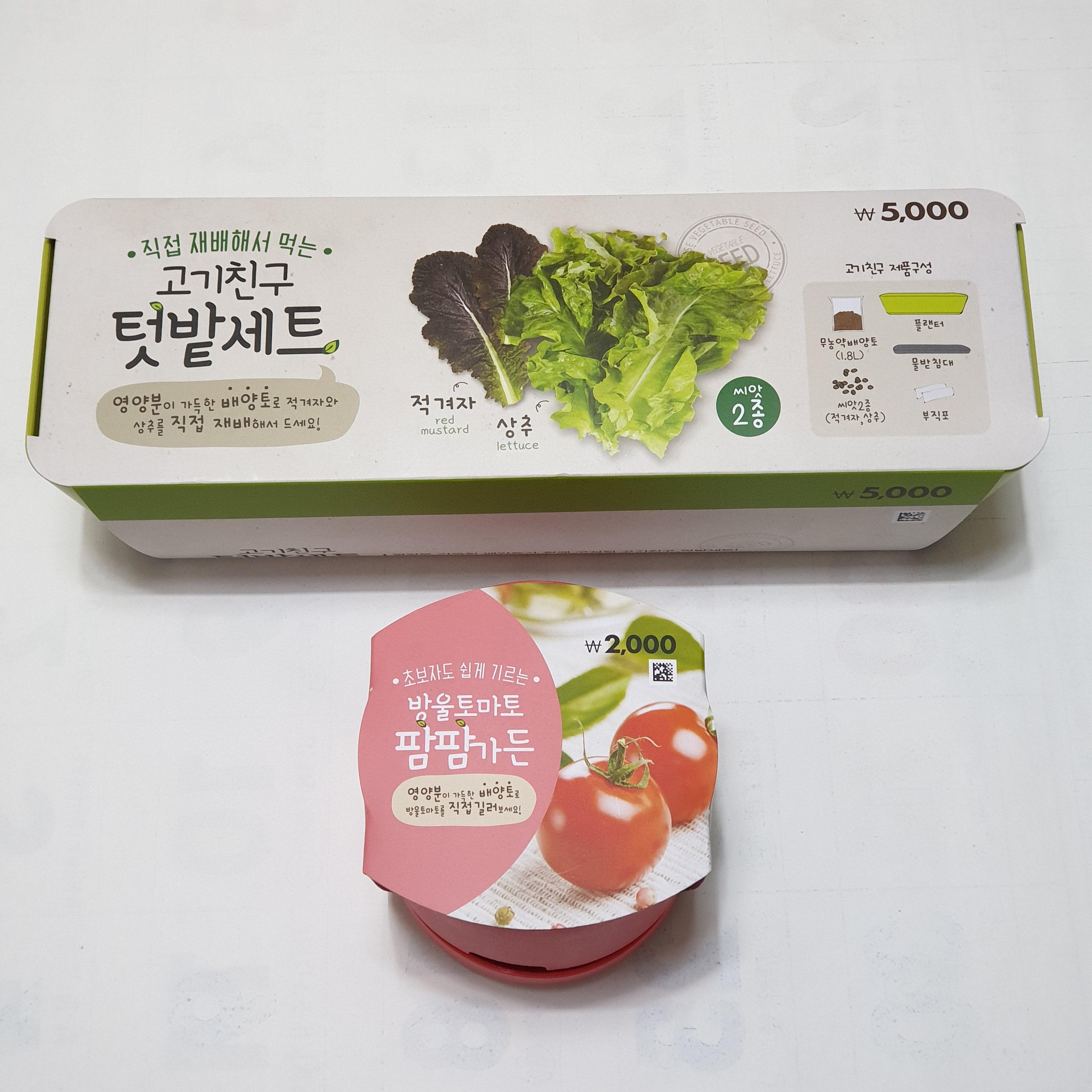 다이소 텃밭세트 상추와 팜팜가든 방울토마토 키우기
