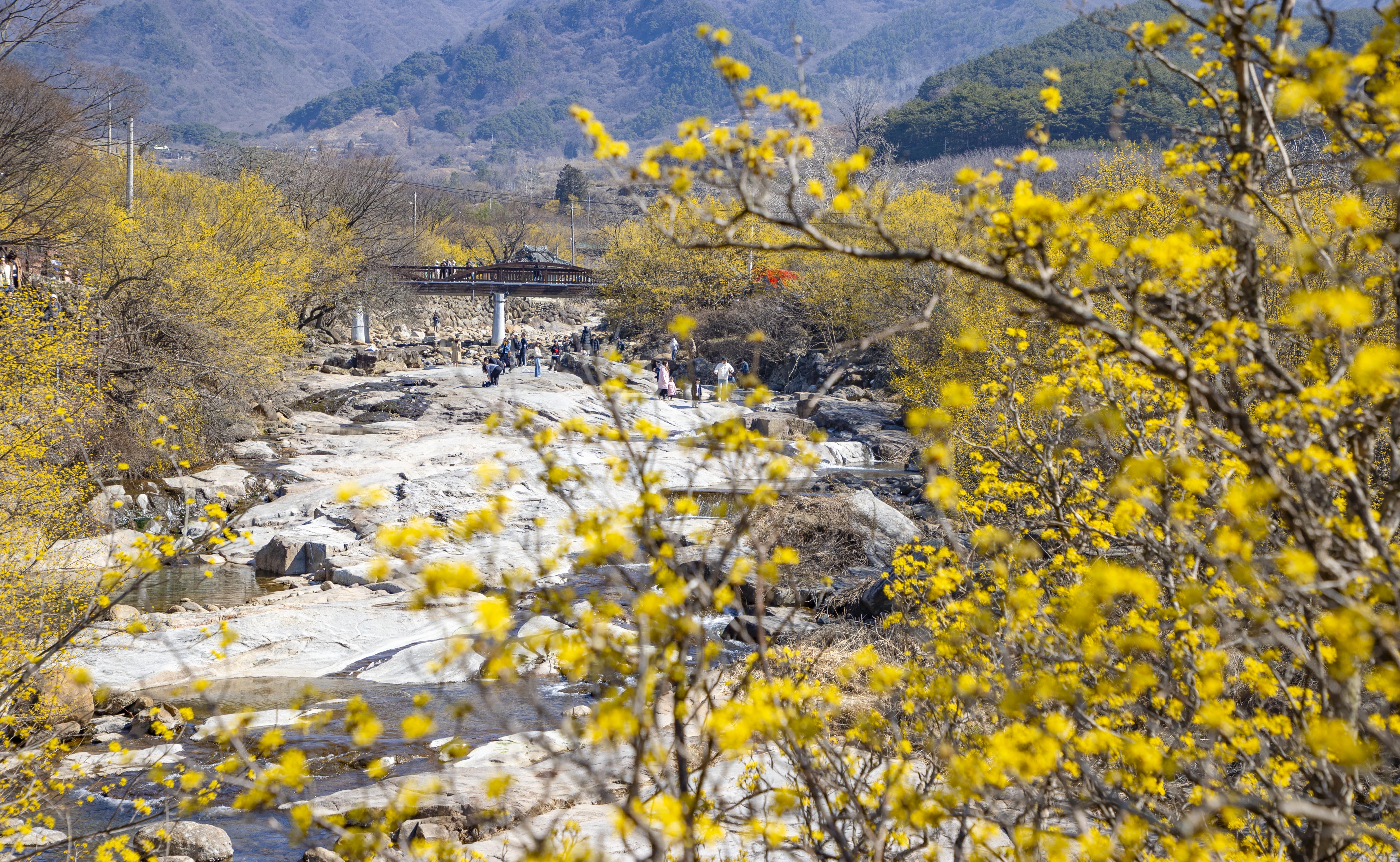 구례 산수유 꽃 핀 모습