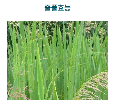 줄풀효능 이런 능력이있다니