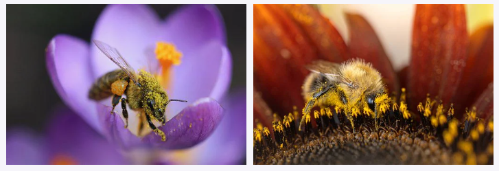 좌)꿀벌이 꽃에서 꿀을 모으는 모습
우)해바라기 꽃에서 꿀벌이 수정하는 모습