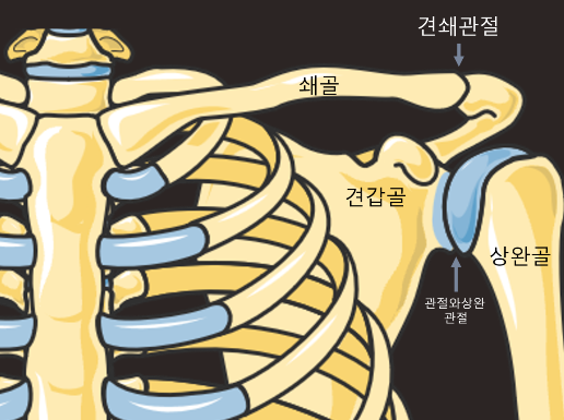 어깨관절의 구조