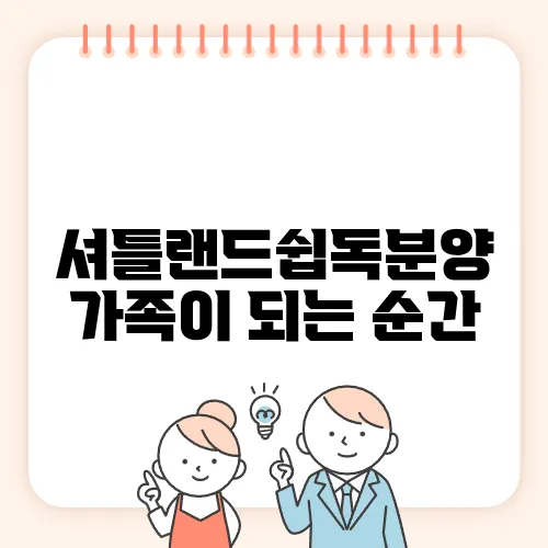 셔틀랜드쉽독분양 가족이 되는 순간