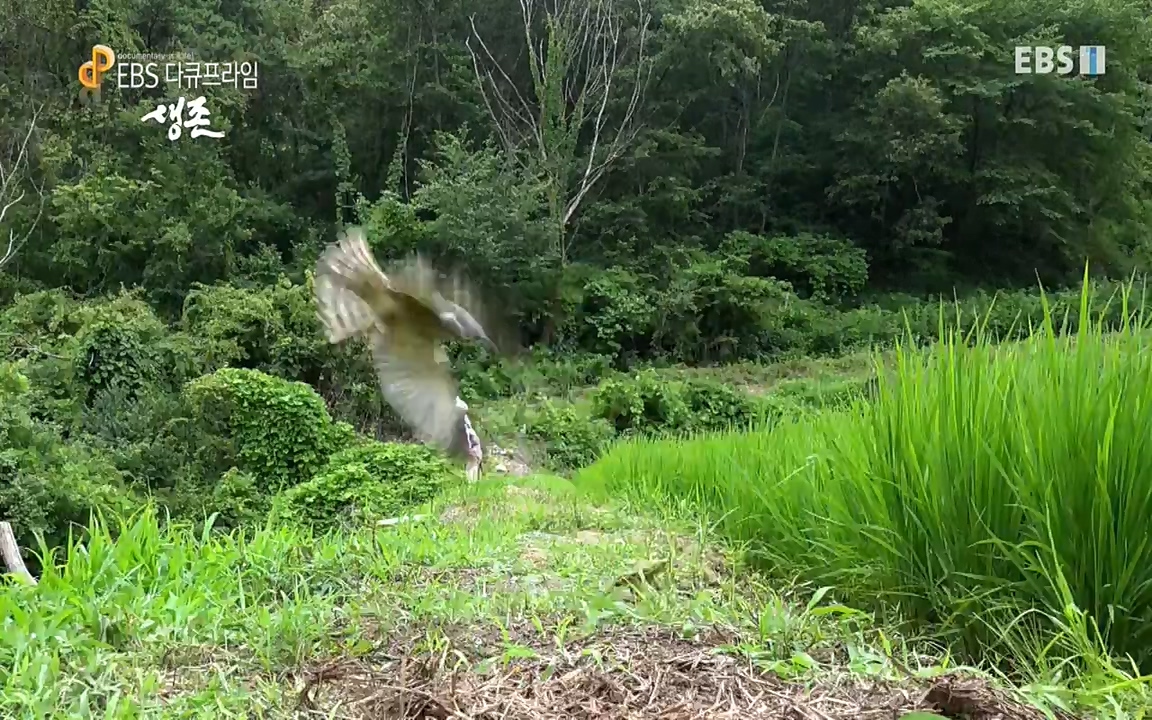 생존 3부_ EBS 다큐프라임_ 220629.avi_20220701_210114.218.jpg