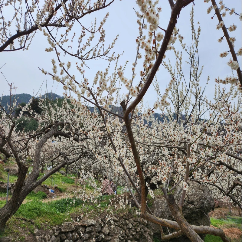 광양-매화축제-매화-사진
