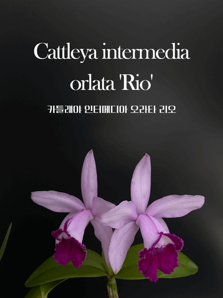 Cattleya intermedia var. orlata &#39;Rio&#39; 썸네일
