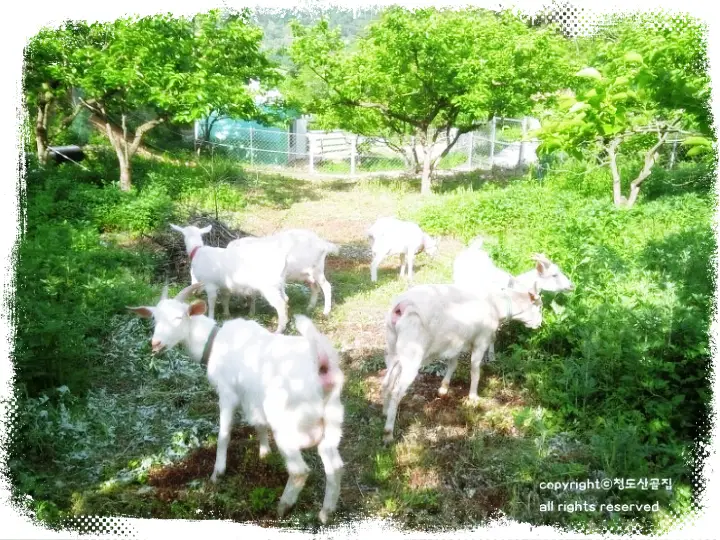 6시내고향 [경북 청도 산양유 발효 미강, 건강빵 유산양 체험 산골체험 놀이터 ]