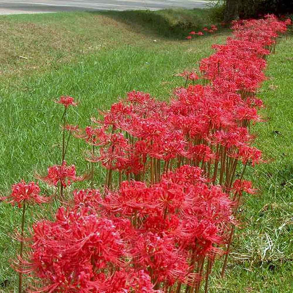 꽃무릇 (석산) Lycoris radiata (L&amp;#39;Her.) Herb. 1819