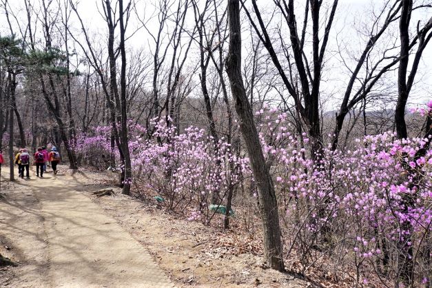 산길가에 흐드러지게 핀 진달래꽃&#44; 등산객 5명&#44; 앙상한 나뭇가지들&#44; 따사로운 햇볕&#44;