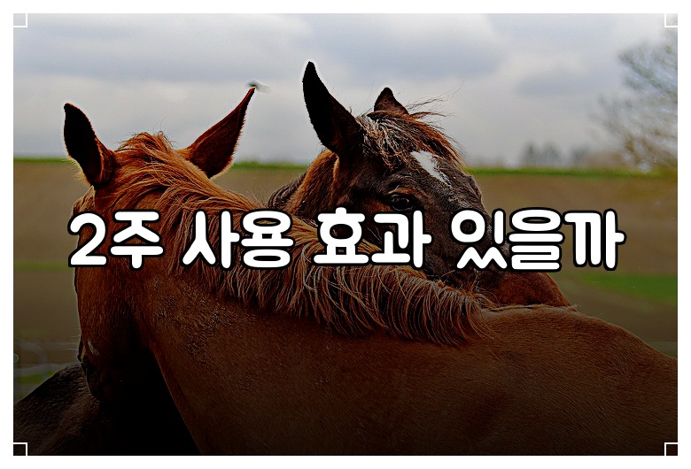 2주 사용 효과 있을까