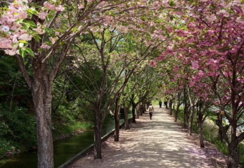 겹벚꽃나무-산책로-사람들