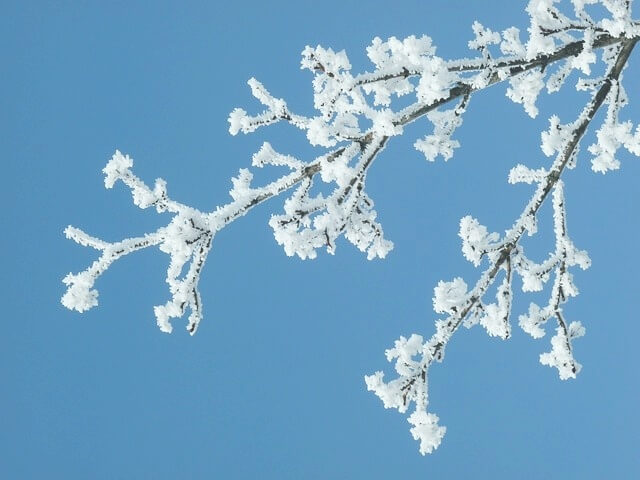 나뭇가지에 눈이 수북하게 쌓인 모습