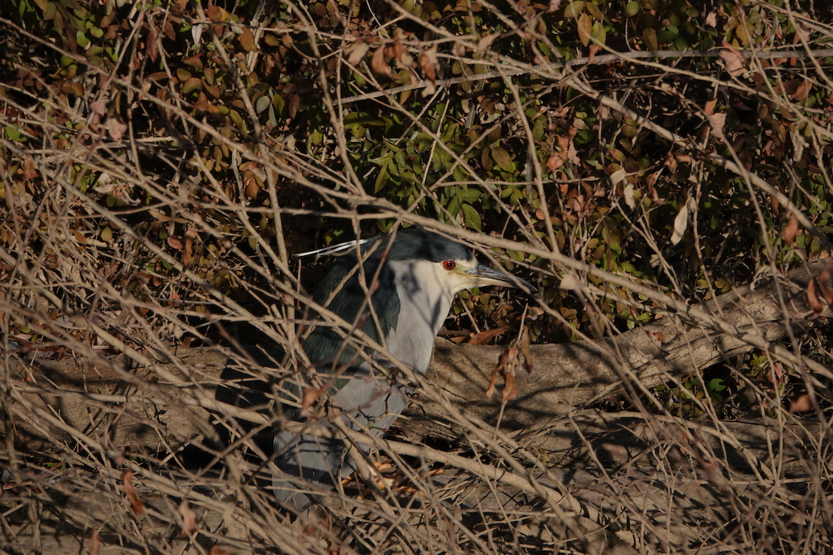 2022.12.24 57th Bird 1