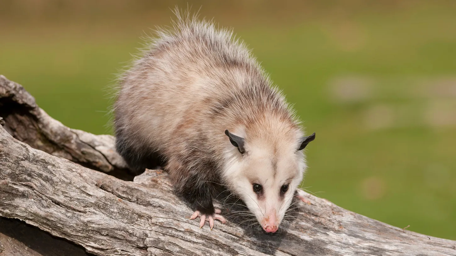 (출처: national geographic) possum 사진
