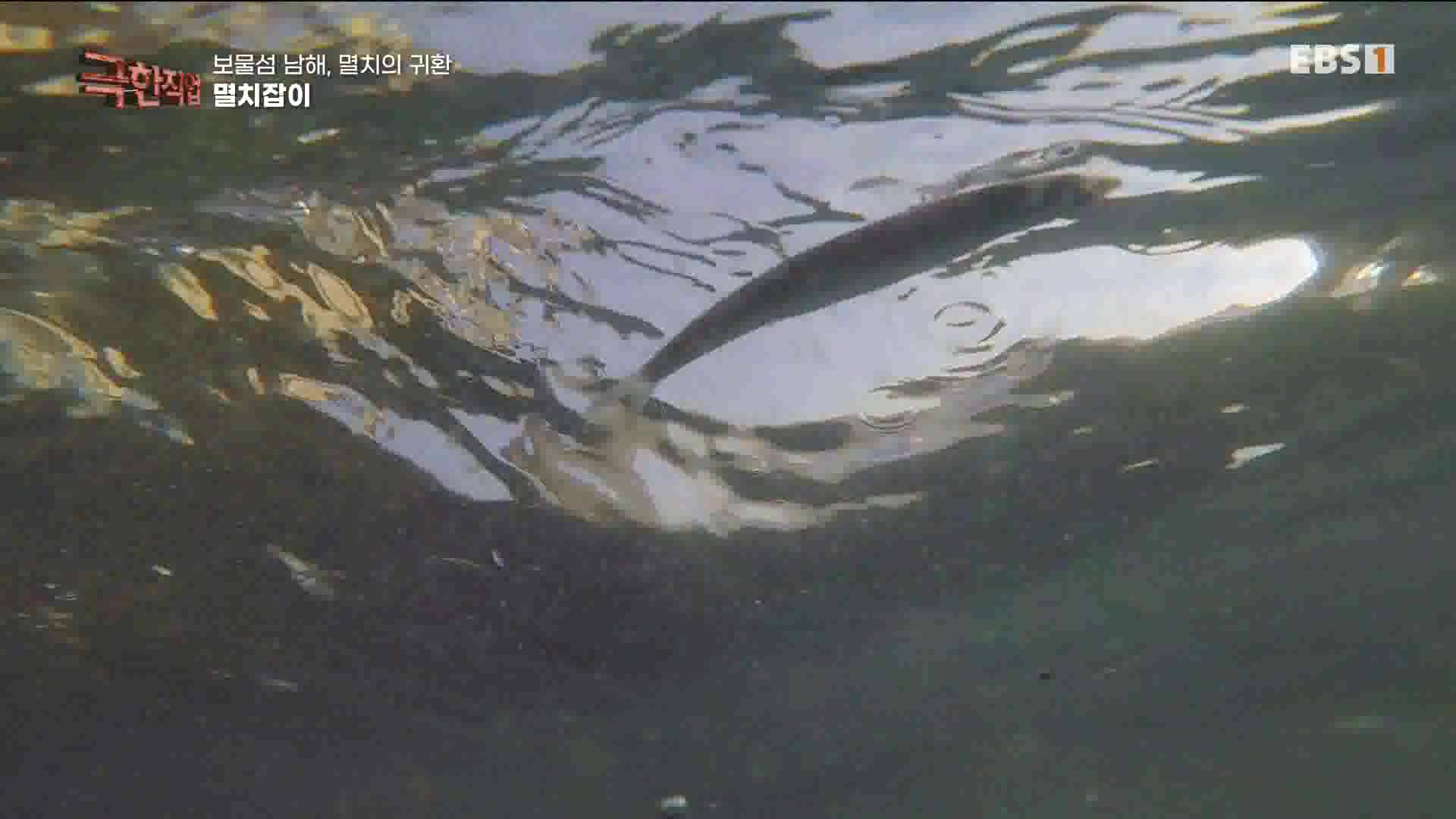 극한 직업 - 보물섬 남해, 멸치의 귀환 1080p.mp4_20230612_202045.006.jpg