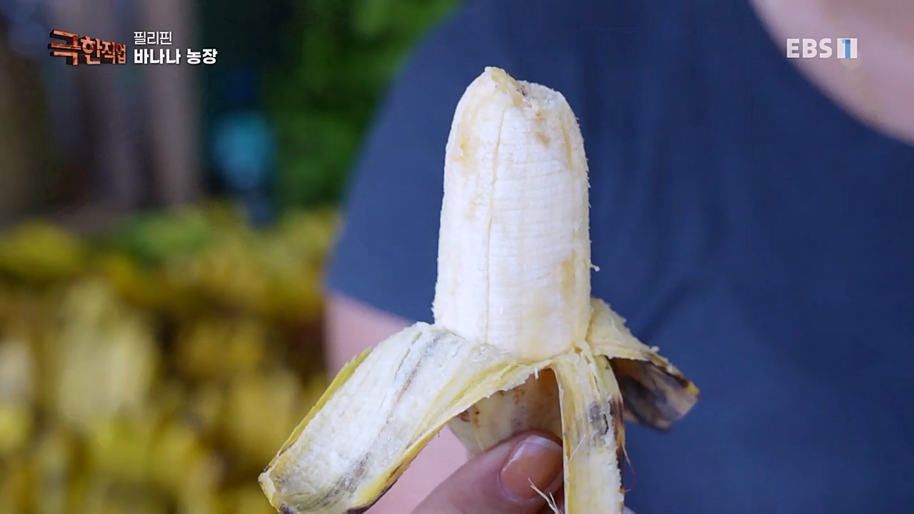 TV - 교육의 중심 EBS필리핀 바나나, 파인애플 농장.mp4_20230302_202856.185.jpg