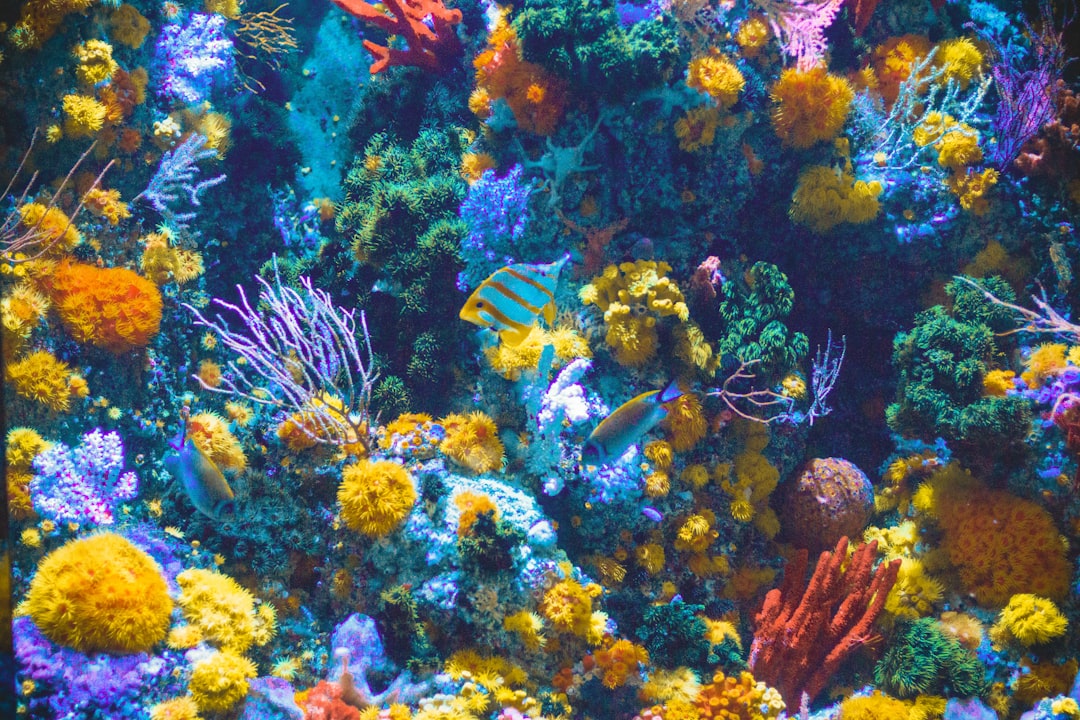 Aquarium