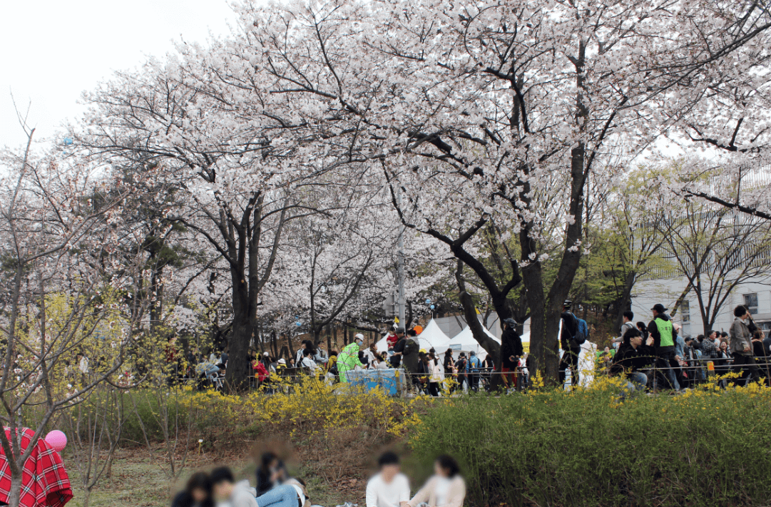 여의도벛꽃축제