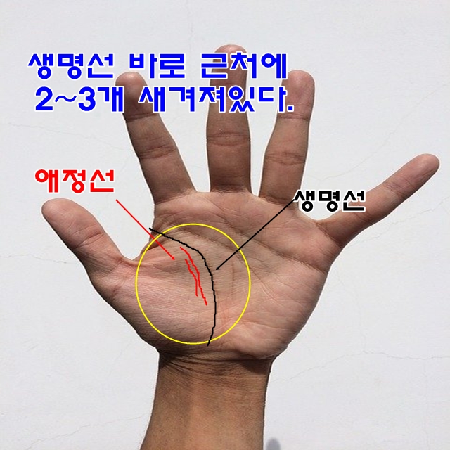  바람둥이 애정선 손금