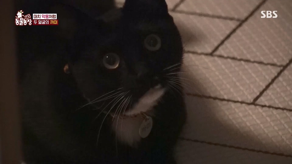 TV 동물농장.E1128.230709p.H264-F1RST.mp4_20230709_183547.289.jpg