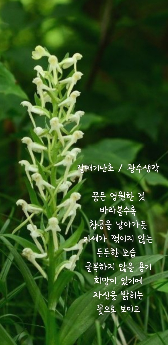 설맥 이미지