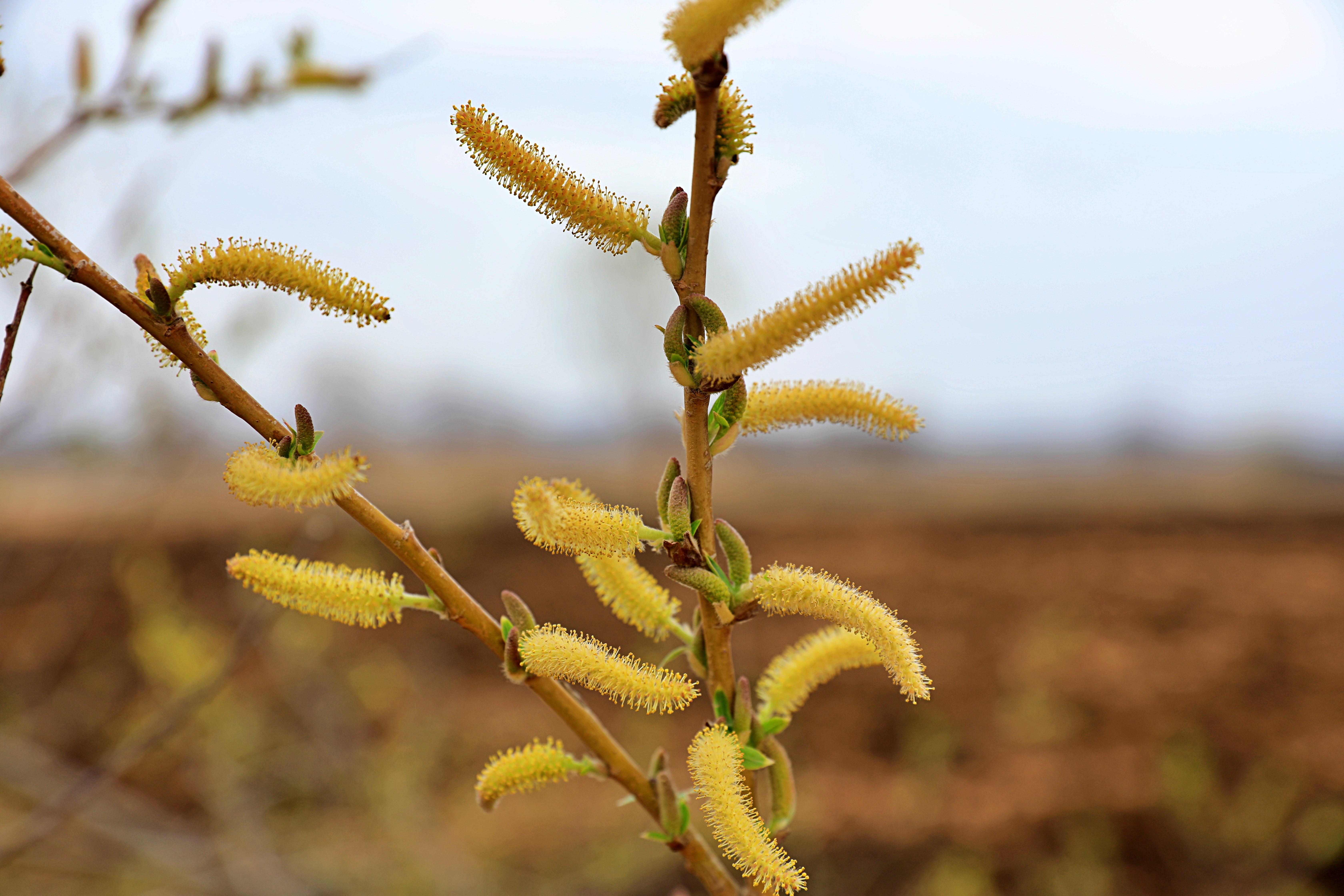 평택섭길(바닷물길) 209