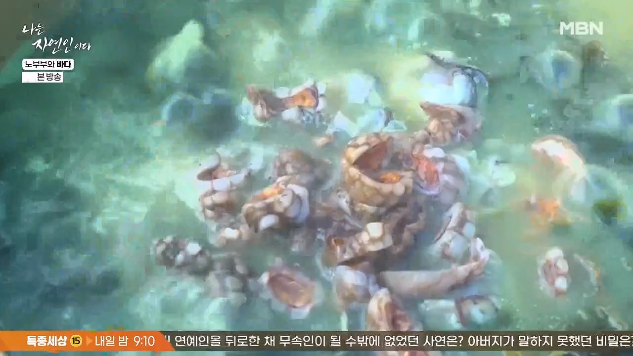 나는 자연인이다.E610.240620p-NEXT.mp4_20240620_194801.339.jpg