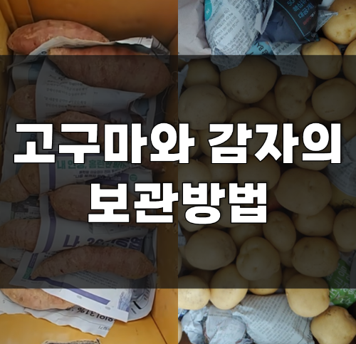  감자와 고구마 보관 방법