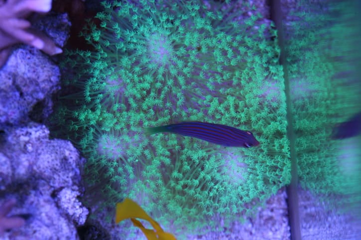 연산호의 일종인 형광 초록빛을 띄는 미크로네시안 레더 사진