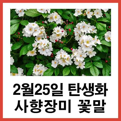 2월-25일-탄생화-사향장미-꽃말
