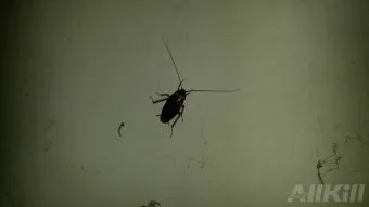 바퀴벌레 퇴치방법 총정리_16