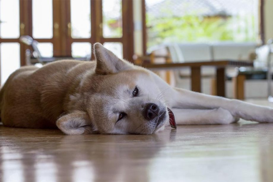 강아지 수면 문제