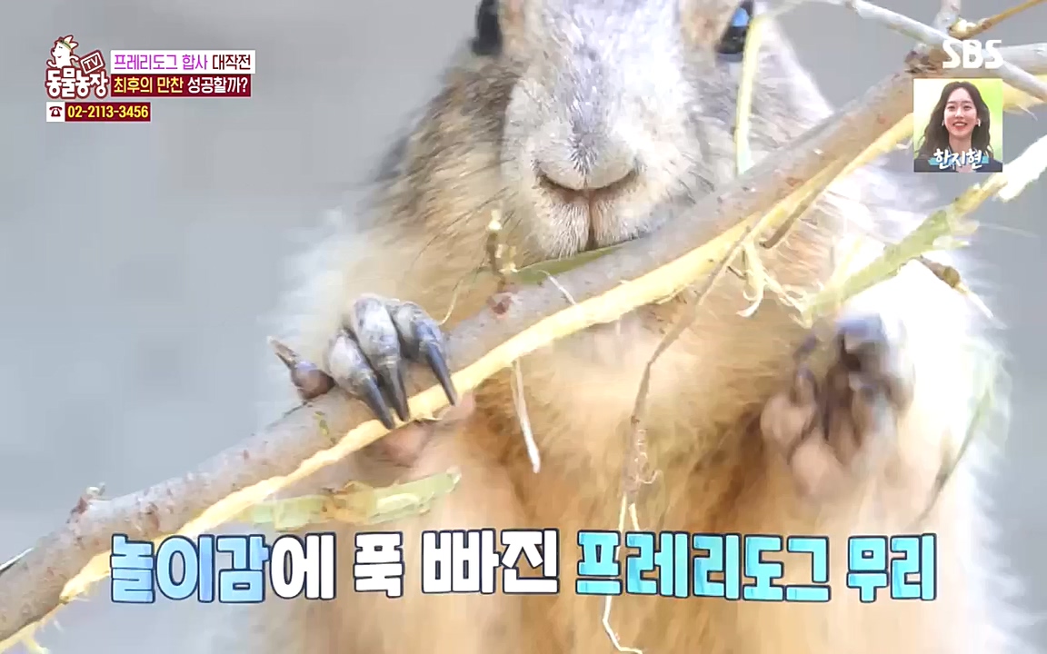 TV 동물농장.E1090.221010p-NEXT.mp4_20221009_182024.181.jpg