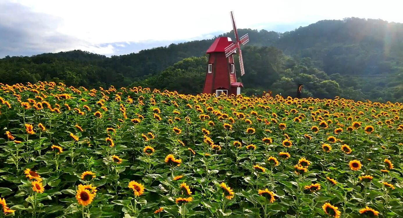 강주-해바라기