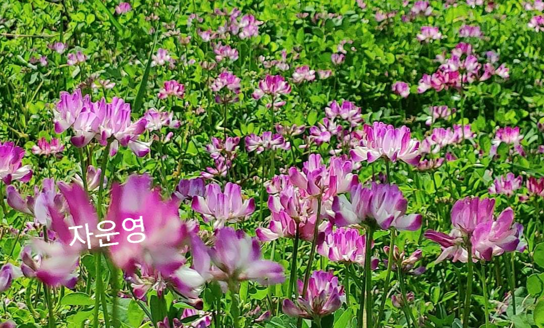 자운영 연분홍 꽃바람이 온 들을 깨우고 살리는 거룩한 밑거름이 된다는 것을 안다면 세상은 평화의 물결 넘실거리리라!