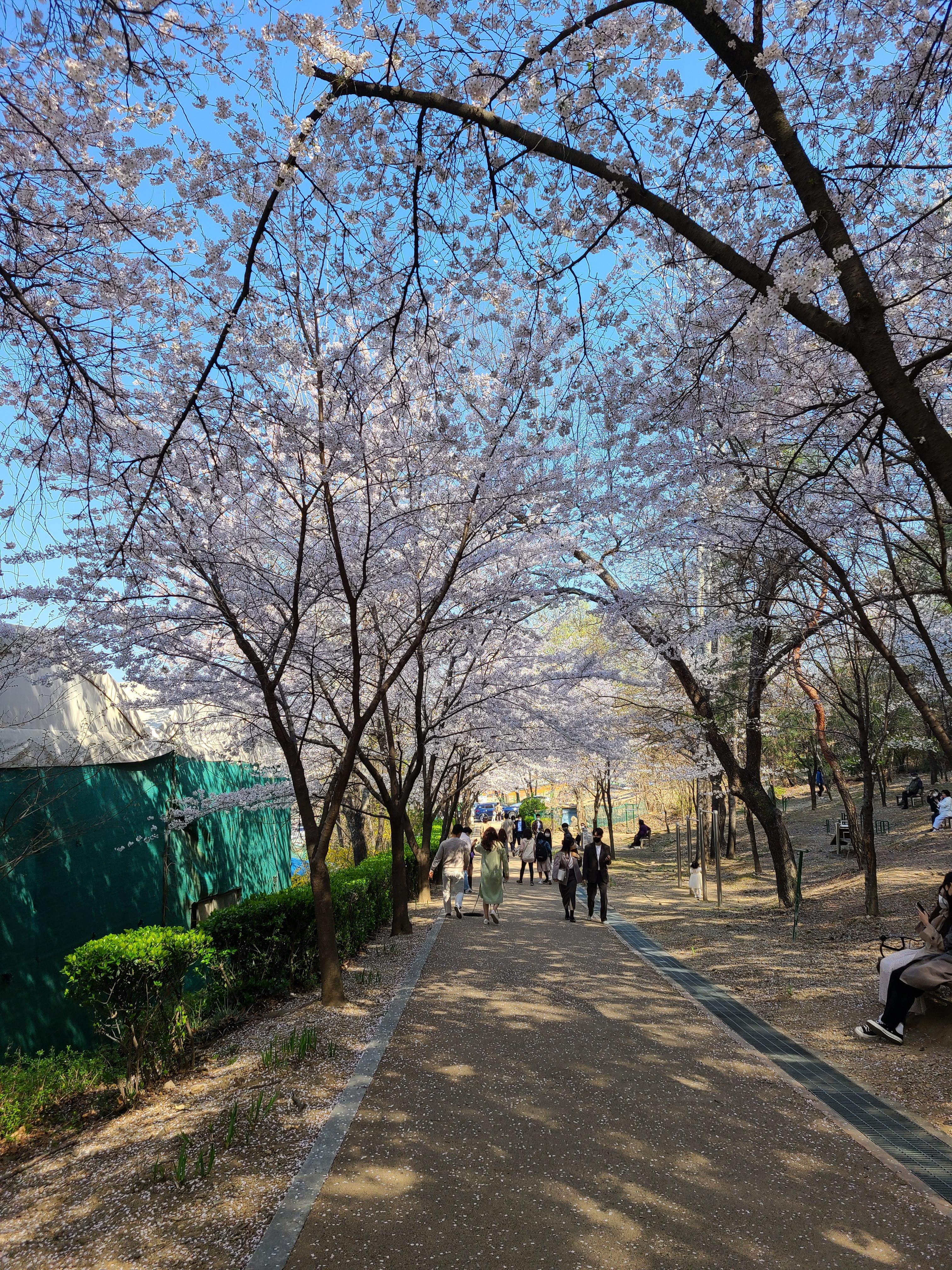 대구 경북 벚꽃 명소 총정리 / 2023 개화시기 / 벚꽃축제 일정 정리(이월드, 진해군항제, 경주벚꽃축제) 대구 경북 벚꽃 명소 총정리 / 2023 개화시기 / 벚꽃축제 일정 정리(이월드, 진해군항제, 경주벚꽃축제)