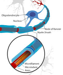 myelin sheath