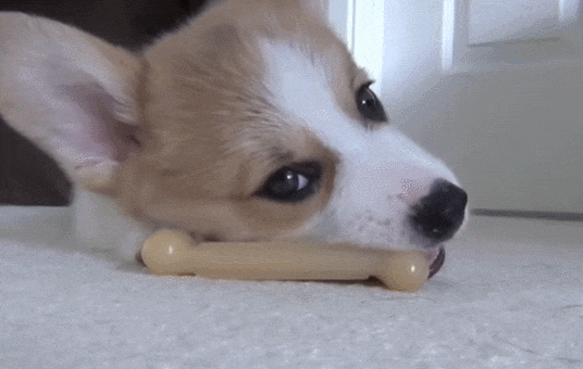  20분만에 힐링되는 강아지 귀요미들 VIDEO: 20 Minutes of Adorable Puppies