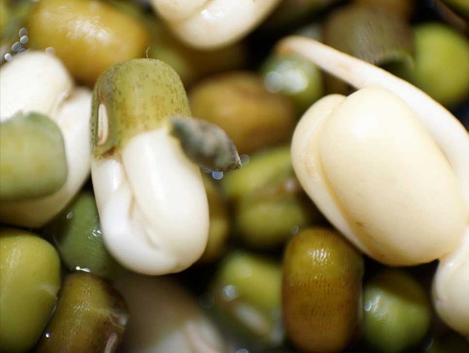 강낭콩키우기 싹틔우기 떡잎 본잎 5