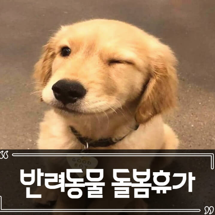  반려동물 돌봄휴가, 애완동물 아프면 5일 휴가