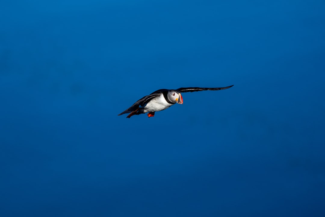 Cocos Island