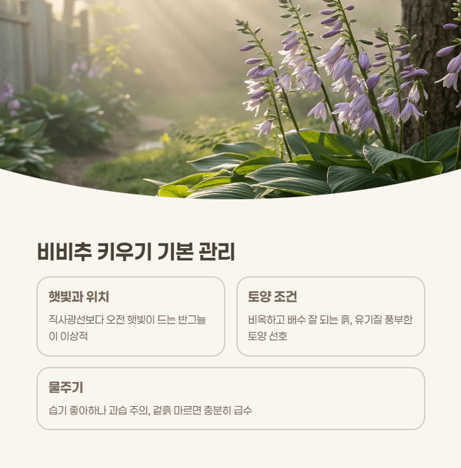 비비추 키우기