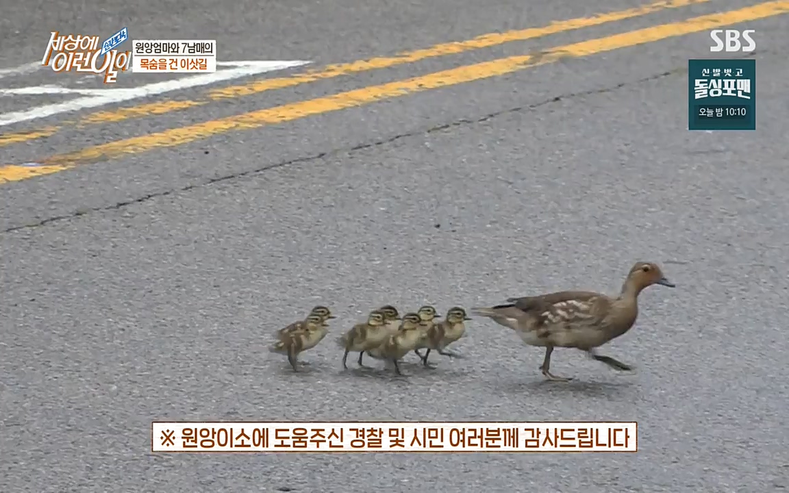 순간포착 세상에 이런일이.E1188.220713p-NEXT.mp4_20220713_175325.444.jpg