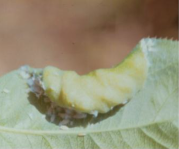  [산림청] 외발톱면충