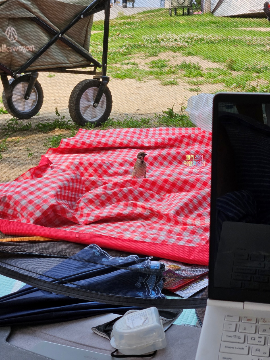 여의도 한강공원 피크닉 텐트 데이트 대여 후기 가격
